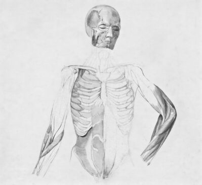 An anatomical drawing of the human torso and arm muscles.
