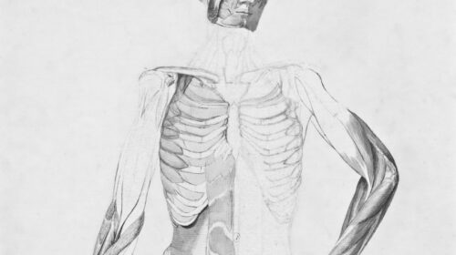An anatomical drawing of the human torso and arm muscles.
